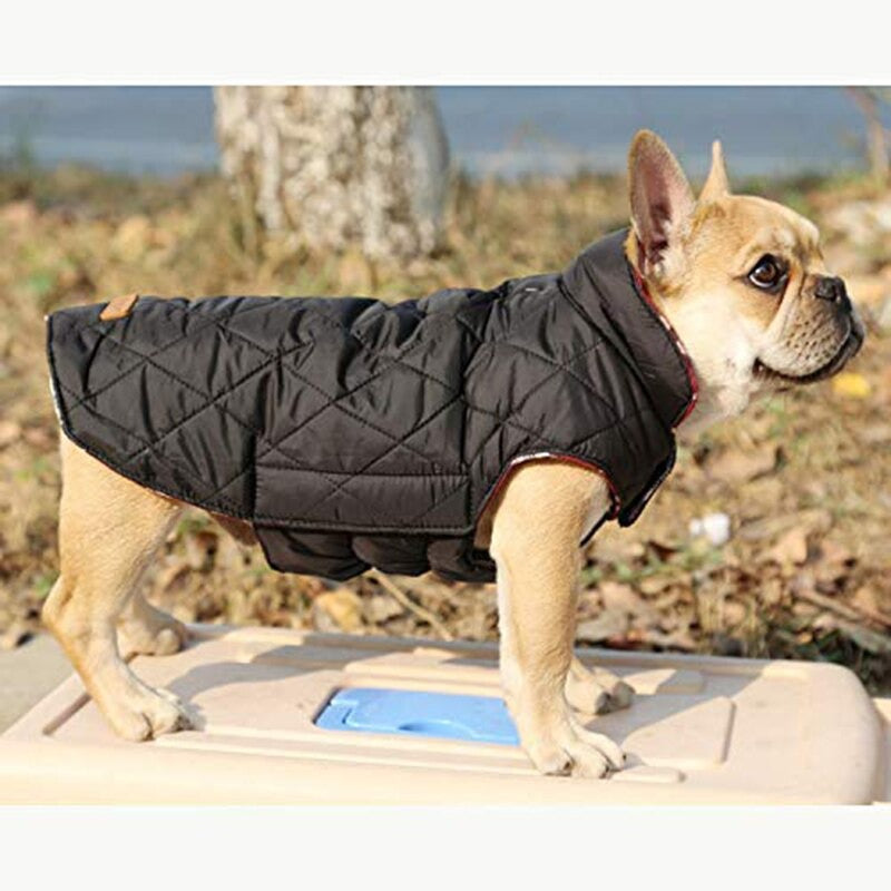 Aqua Jacket - Dog Winter Jacket